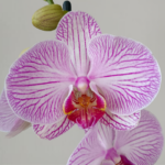 Orquídea Rosada (Budapest Clara) & Maceta Piña - Imagen 2