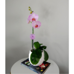 Orquídea Rosada (Budapest Clara) & Maceta Piña