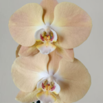 Orquídea Golden & Maceta Piña - Imagen 2