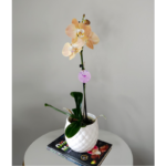 Orquídea Golden & Maceta Piña