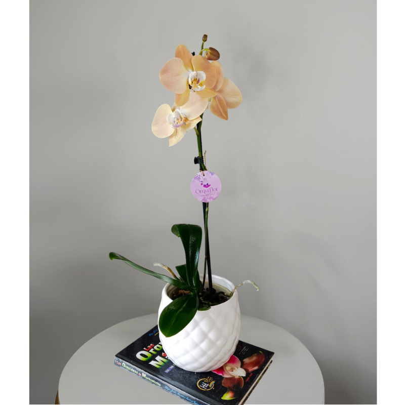 Productos web - 2026-02-06T150238.484 Orquídea Golden & Maceta Piña - Imagen 1