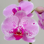 Orquídea Fucsia (Red Lion) & Maceta Piña - Imagen 2
