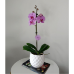 Orquídea Fucsia (Red Lion) & Maceta Piña