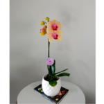 Orquídea Caribbean & Maceta Piña
