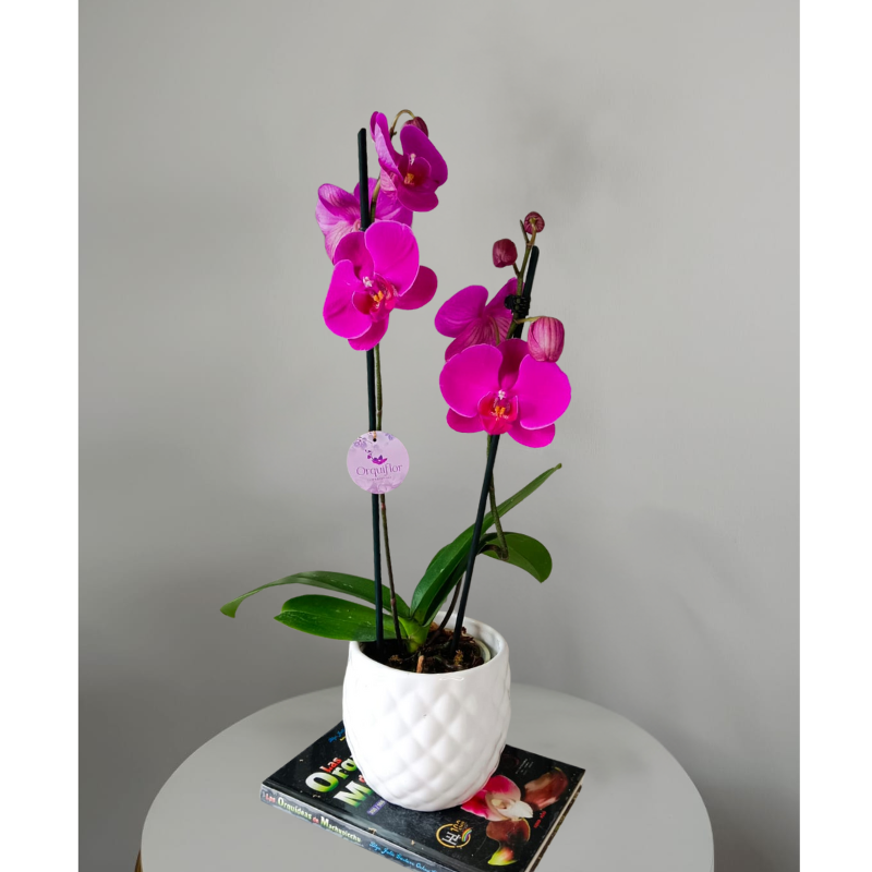 Productos web - 2026-02-06T150444.027 A: Orquídea fucsia de 2 Varas & Maceta Piña - Imagen 1