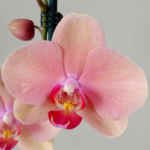 A: Orquídea Narbonne de 2 varas florales & Maceta Dorada - Imagen 2