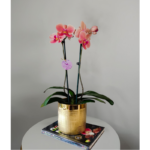 A: Orquídea Narbonne de 2 varas florales & Maceta Dorada