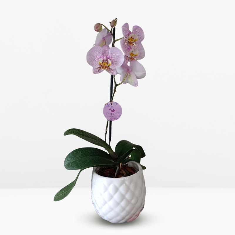 Productos web (52) Orquídea Rosada (Jillion) & Maceta Piña - Imagen 1