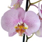 Orquídea Rosada (Jillion) & Maceta Piña - Imagen 2
