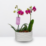 Jardín de Orquídeas de Colección & Maceta de Cerámica a Rayas