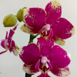 _ : Jardín de Orquídeas Rombley & Maceta de Cerámica Negra a Rayas - Imagen 2