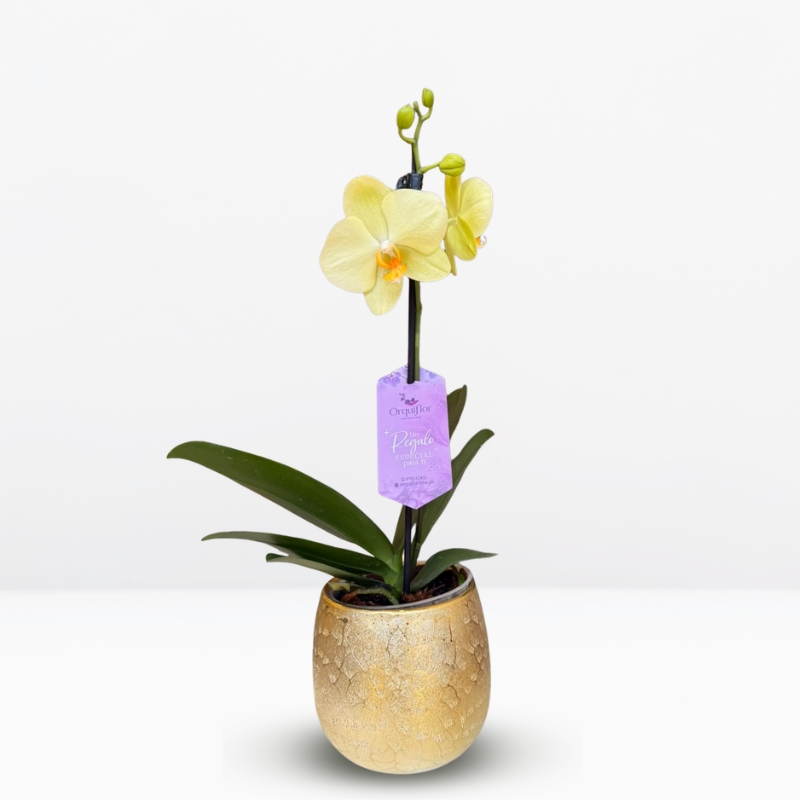 M Orquídea Amarilla Limón & Maceta Dorada Pétalos - Imagen 1