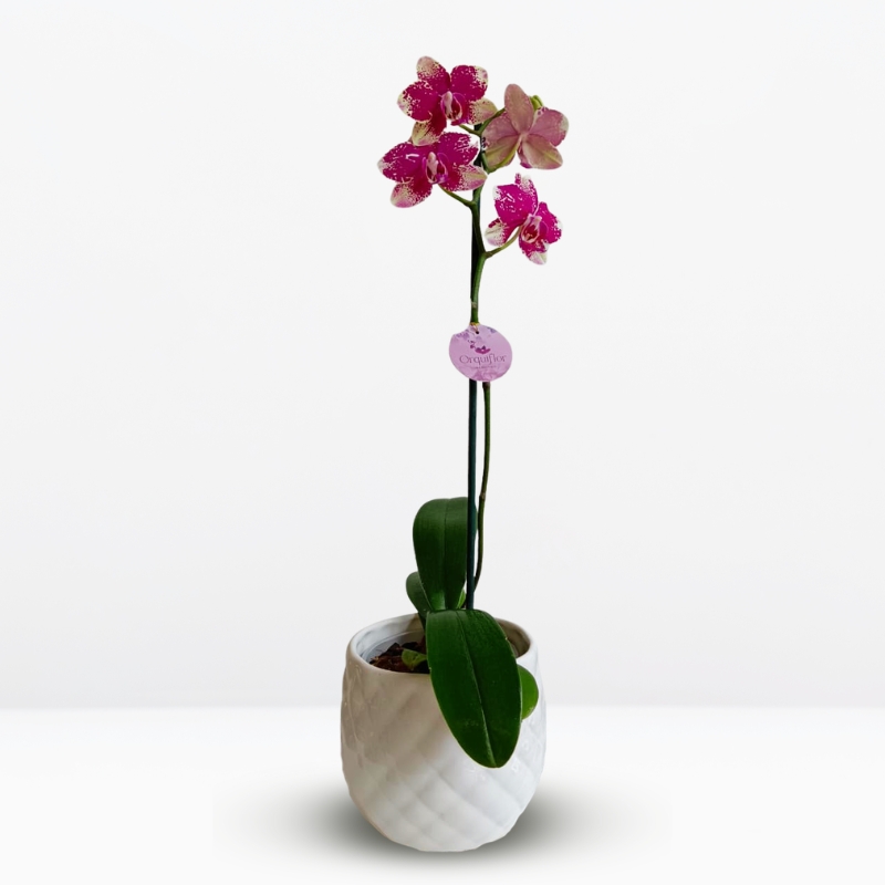 _ Orquídea Fucsia con Amarillo Suave (Rombley) & Maceta Piña