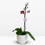 _ Orquídea Guinda con Blanco (Barcelona) & Maceta Piña