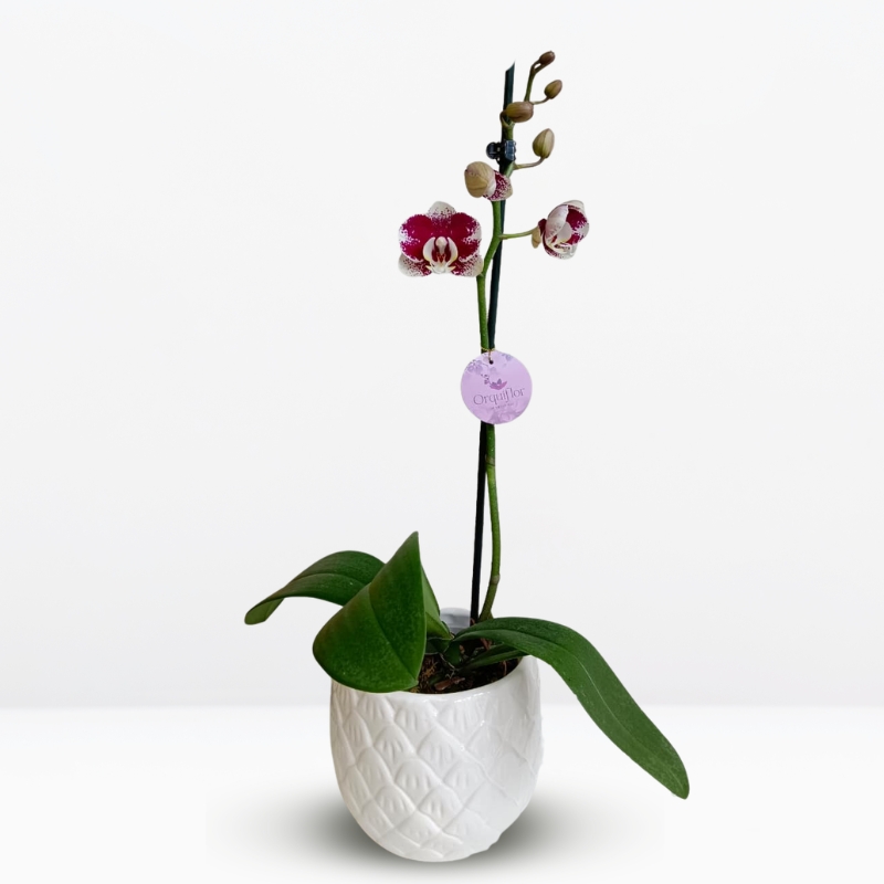 MEDIANAS (13) _ Orquídea Guinda con Blanco (Barcelona) & Maceta Piña - Imagen 1