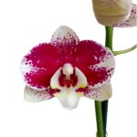 _ Orquídea Guinda con Blanco (Barcelona) & Maceta Piña - Imagen 2