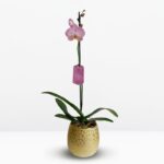 _ Orquídea Rosada (Soft) & Maceta Dorada Pétalos