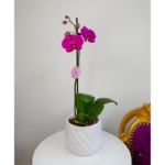 _ Orquídea Fucsia (Evolution) & Maceta Piña