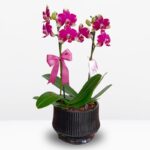 _ : Jardín de Orquídeas Rombley & Maceta de Cerámica Negra a Rayas