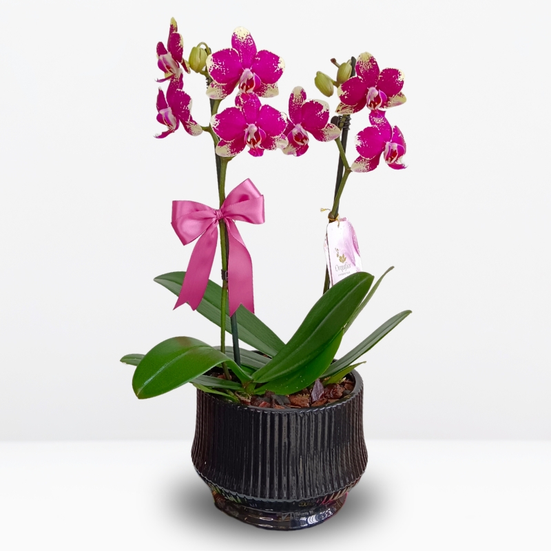 _ : Jardín de Orquídeas Rombley & Maceta de Cerámica Negra a Rayas