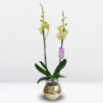 Orquídea Amarilla Limón de 2 Varas & Maceta Dorada de Vidrio Craquelado
