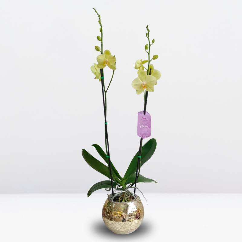 Productos web (27) Orquídea Amarilla Limón de 2 Varas & Maceta Dorada de Vidrio Craquelado - Imagen 1