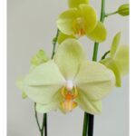 Orquídea Amarilla Limón de 2 Varas & Maceta Dorada de Vidrio Craquelado - Imagen 2