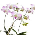 _ Orquídea Dendrobium Phalaenopsis (Plantín)
