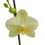 Orquídea Amarilla Limón & Maceta Dorada Pétalos - Imagen 2