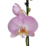 _ Orquídea Rosada (Soft) & Maceta Dorada Pétalos - Imagen 2