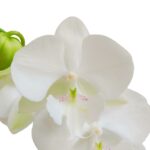 _ Orquídea Blanca (Manta Gili) & Maceta Piña - Imagen 2