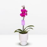 _ Orquídea Fucsia (Osaki) & Maceta Copa