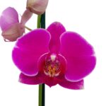 _ Orquídea Fucsia (Osaki) & Maceta Copa - Imagen 2