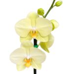 _ : .Orquídea Amarilla & Maceta de Cerámica - Imagen 2