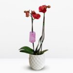 _ : Orquídea Coral (Narbonne) de 2 Varas & Maceta Piña