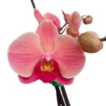 _ : Orquídea Coral (Narbonne) de 2 Varas & Maceta Piña - Imagen 2