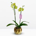Orquídea Amarilla de 2 Varas & Maceta Dorada