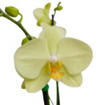 Orquídea Amarilla de 2 Varas & Maceta Dorada - Imagen 2