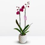 _ : Orquídea Fucsia de 2 Varas & Maceta Piña