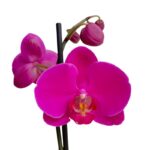 _ : Orquídea Fucsia de 2 Varas & Maceta Piña - Imagen 2
