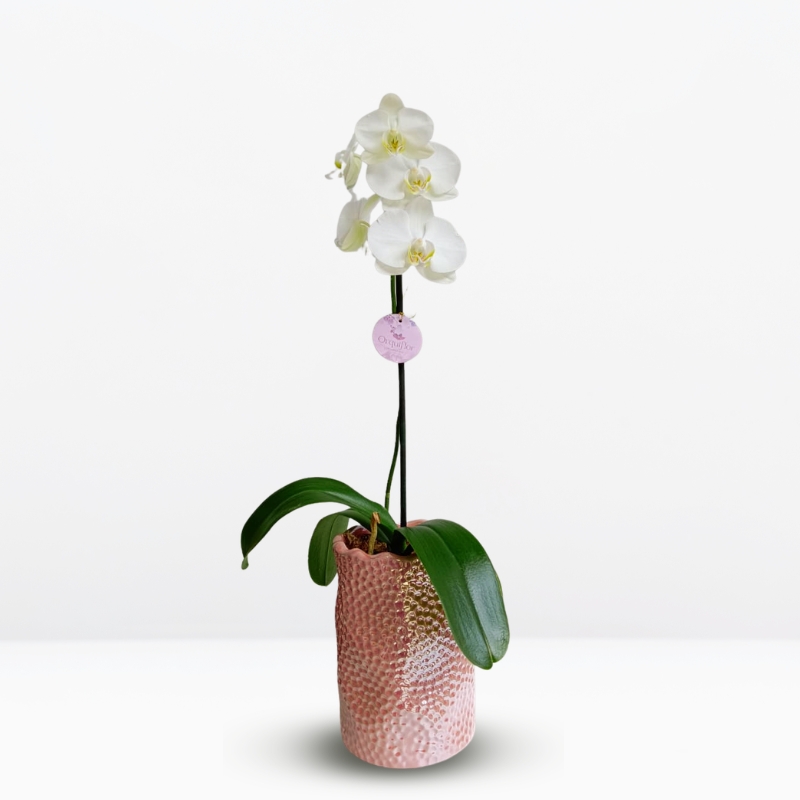 Orquídea Blanca & Maceta Alta con Textura