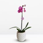 _ Orquídea Rosada con Centro Fucsia (Minneapolis) & Maceta Piña