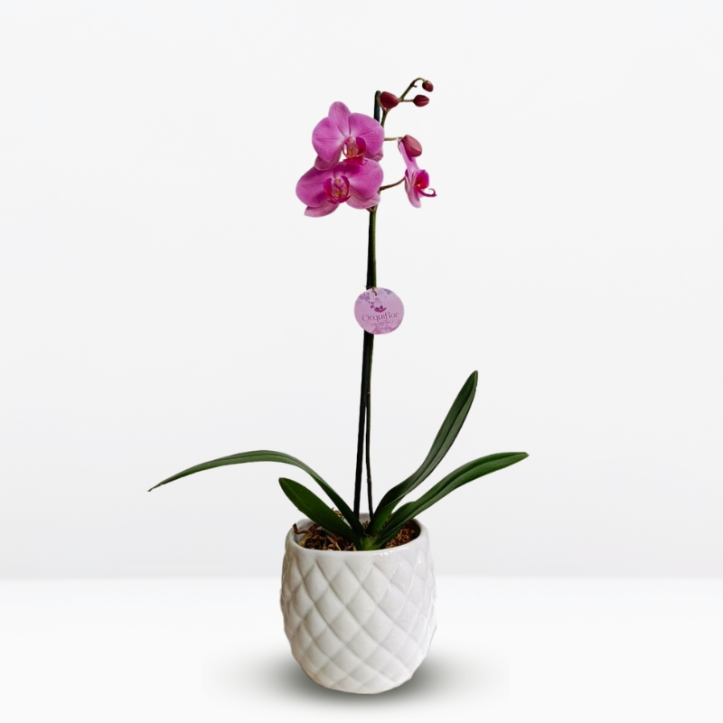 _ Orquídea Rosada con Centro Fucsia & Maceta Piña
