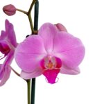 _ Orquídea Rosada con Centro Fucsia (Minneapolis) & Maceta Piña - Imagen 2