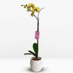 _Orquídea Amarilla con centro Fucsia Grande & Maceta de Cerámica