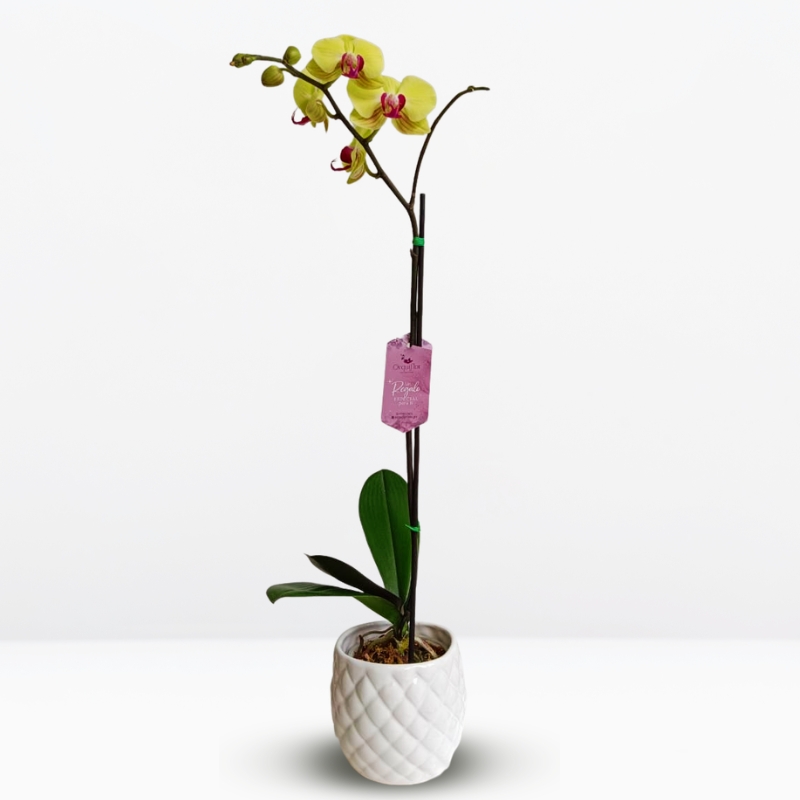 _Orquídea Amarilla con centro Fucsia Grande & Maceta de Cerámica