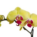 _Orquídea Amarilla con centro Fucsia Grande & Maceta de Cerámica - Imagen 2