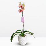 _Orquídea Amarilla con Fucsia (Júpiter) & Maceta de Cerámica