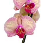 _Orquídea Amarilla con Fucsia (Júpiter) & Maceta de Cerámica - Imagen 2