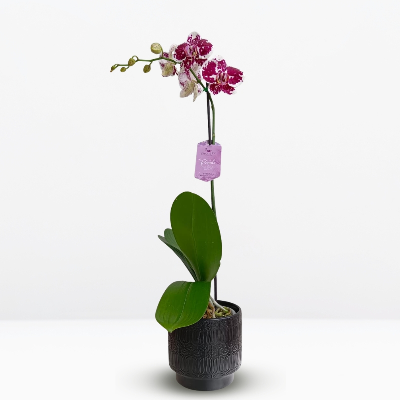 _ Orquídea Blanca con Manchas Fucsias (Doogo) & Maceta Negra con Diseño